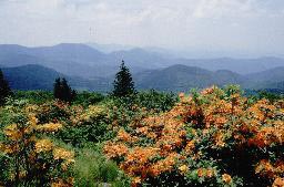 R. calendulaceum, Roane Mountain, NC